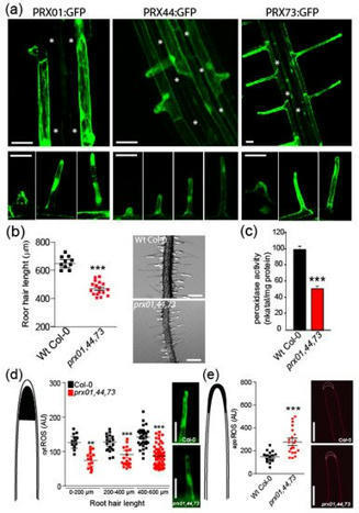 [INP-LRSV] Class III Peroxidases PRX01, PRX44, and PRX73 Control Root Hair Growth in Arabidopsis thaliana | HTML | Publications scientifiques | Scoop.it