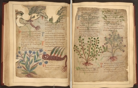 Manuscrito ilustrado de hierbas medicinales con más de 1000 años disponible online | Artículos CIENCIA-TECNOLOGIA | Scoop.it