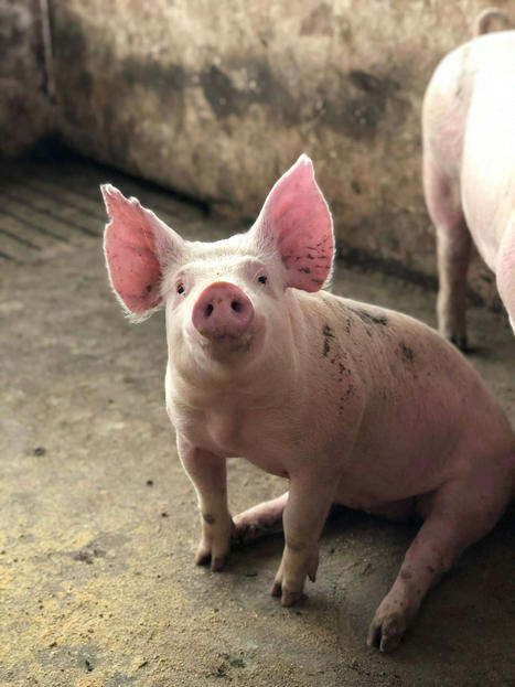 Porcine circovirus 3 – is it a virus to worry about? – | Virology News | Scoop.it
