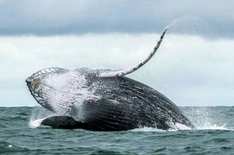 Fonds marins : les baleines et les dauphins sous la menace de l’exploitation minière | Biodiversité | Scoop.it