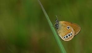 Plus de 1 500 espèces menacées dans les Listes rouges mondiale et européenne sont présentes en France ! | Biodiversité | Scoop.it