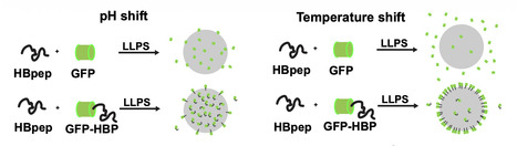 Delivery of peptide coacervates to form stable interaction hubs in cells | Ncm | RMH | Scoop.it