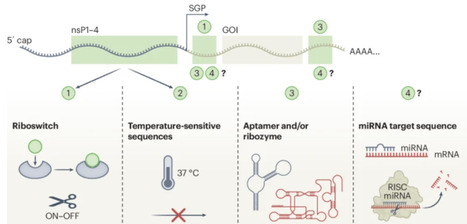 Engineering drug-responsive replication machinery for precise control of self-amplifying RNA | Nbe | RMH | Scoop.it