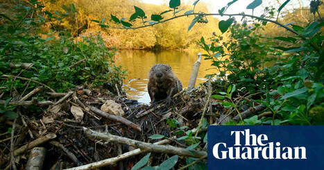 ‘Ultimate bringers of life’: How one Cornwall farmer is using beavers to stop flooding | Wildlife | The Guardian | Gestion de l'eau | Scoop.it