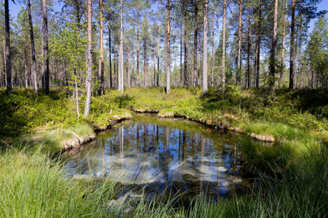 Luonnon &auml;&auml;ni -podcast jakso 20: Miksi l&auml;hteet ovat olleet niin t&auml;rkeit&auml; suomalaisille? | 1Uutiset - Lukemisen t&auml;hden | Scoop.it