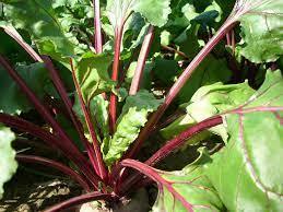 La betterave donne des ailes - Campagnes et environnement | Pour innover en agriculture | Scoop.it