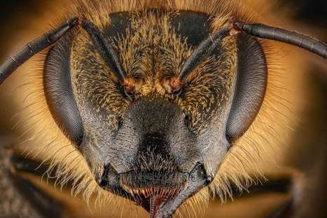 Gilet jaune et noir, Maya pique une colère | Variétés entomologiques | Scoop.it