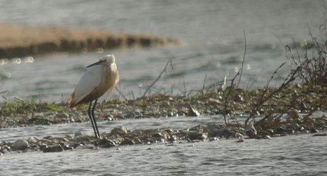 Loiret : une société spécialisée dans la réparation de wagon condamnée pour pollution - LPO | Biodiversité | Scoop.it