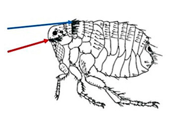 Parasites des animaux de compagnie - les fiches - ESCCAP France | Insect Archive | Scoop.it