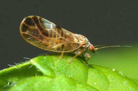 La pr&eacute;sence du psylle asiatique des agrumes Diaphorina citri, un insecte vecteur de l&rsquo;une des plus redoutables maladies d&rsquo;agrumes, a &eacute;t&eacute; d&eacute;couverte en Guyane | EntomoNews | Scoop.it