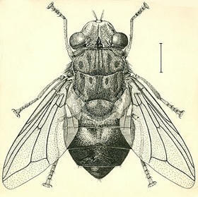 Dermatobia hominis — Wikipédia | Insect Archive | Scoop.it