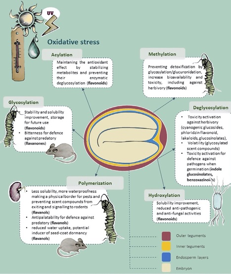 Specialized metabolites in seeds. | SEED-DREAM Lab info | Scoop.it