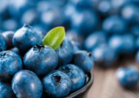 GULF: Welcome to the Blueberry Rollercoaster! (brace yourself for a bumpy ride) | LE GRAND NORD | Scoop.it