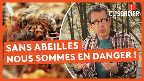 Les conséquences d'un monde sans abeilles ! - C'est pas sorcier | News from the world - nouvelles du monde | Scoop.it