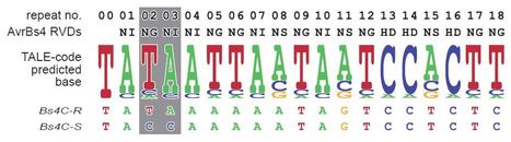 RNA-seq pinpoints a Xanthomonas TAL-effector activated resistance gene in a large-crop genome - PNAS | TAL effector science | Scoop.it