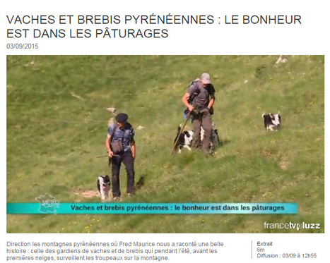 Vaches et brebis pyr&eacute;n&eacute;ennes : le bonheur est dans les p&acirc;turages - 03-09-2015 | M&eacute;t&eacute;o &agrave; la carte | Vall&eacute;es d'Aure & Louron - Pyr&eacute;n&eacute;es | Scoop.it