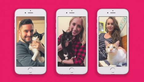 Orphaned Cats Find New Homes Using Tinder Dating App | Soup for thought | Scoop.it