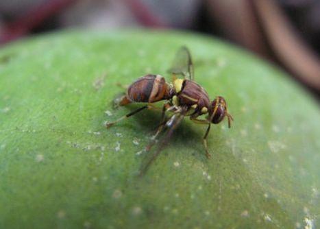 En Afrique de l’Ouest, les mouches des fruits ont trouvé leur maître | EntomoNews | Scoop.it