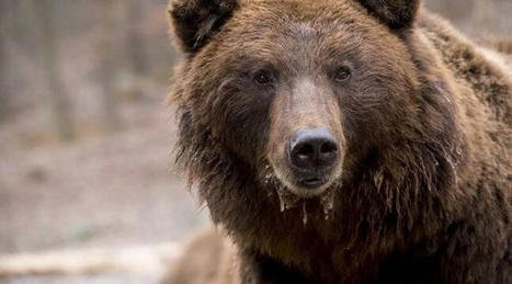 Pyrénées : Les ours sont de plus en plus nombreux, 64 ont été détectés l'an dernier, dont 16 oursons | Histoires Naturelles | Scoop.it