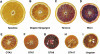 Retrotransposons Control Fruit-Specific, Cold-Dependent Accumulation of Anthocyanins in Blood Oranges | Plant & environmental stress | Scoop.it