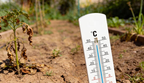 TUNISIE : Vagues de chaleur : L&rsquo;agriculture sous surveillance climatique | CIHEAM Press Review | Scoop.it