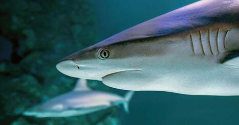 Les requins fuient certaines zones des Cara&iuml;bes: de quoi ont-ils peur? | Biodiversit&eacute; - @ZEHUB on Twitter | Scoop.it