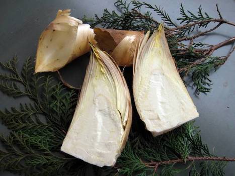 Springtime for bamboo | The Asian Food Gazette. | Scoop.it