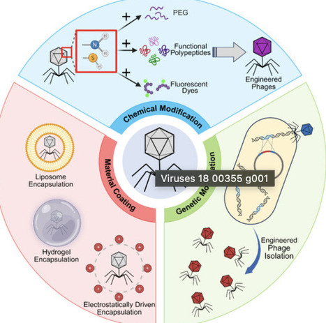 Engineered Bacteriophages: A Next-Generation Platform for Precision Antimicrobials and Therapeutics | mdpi | RMH | Scoop.it