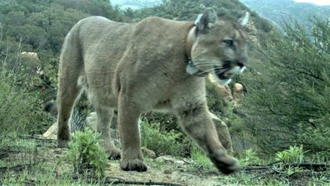 Mountain lion kills dog in northeast Simi Valley | Coastal Restoration | Scoop.it