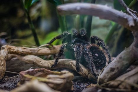 La nouvelle vie des mygales victimes du braconnage | Variétés entomologiques | Scoop.it