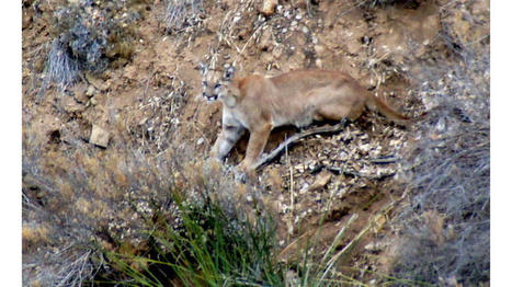 L.A. seeks to protect 'wildlife corridor' in Santa Monica Mountains | Coastal Restoration | Scoop.it