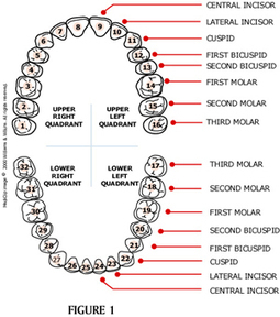 (EN) – Dental Terminology | DeltaDentalSmile – 📚 Glossarissimo!