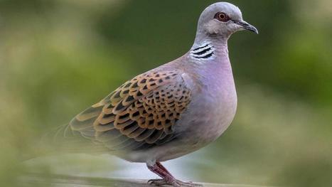 Sauvages nos b&ecirc;tes ! (5/5) Les ailes en danger de la Tourterelle des bois | Actu environnement en HdF | Scoop.it