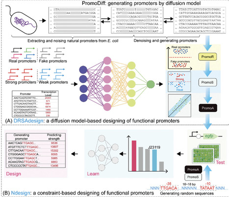 Deep Learning-Assisted Design of Novel Promoters in Escherichia coli | AdvS | RMH | Scoop.it