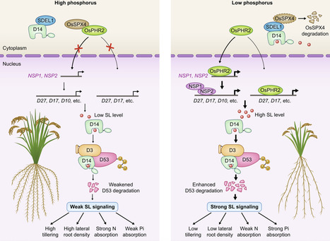 Strigolactone perception: a key hub in nutrient responses of higher plants | nphy | RMH | Scoop.it