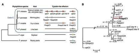 Science: Effector Specialization in a Lineage of the Irish Potato Famine Pathogen (2014) | Publications from The Sainsbury Laboratory | Scoop.it
