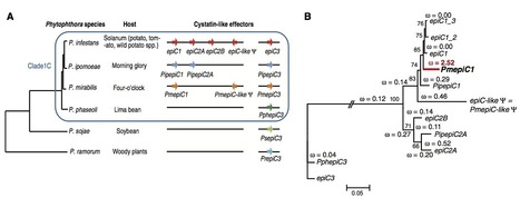 Science: Effector Specialization in a Lineage of the Irish Potato Famine Pathogen (2014) | Publications | Scoop.it