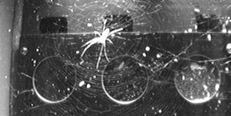 Les araignées dans l'espace : sans gravité, la lumière devient la clé de l'orientation | EntomoNews | Scoop.it