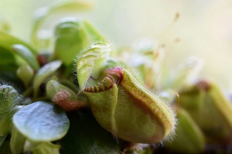 Comment les plantes deviennent carnivores | EntomoNews | Scoop.it