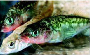 Stickleback genomes shining bright light on evolution | Amazing Science | Scoop.it
