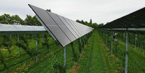 Le Fraunhofer ISE crée une startup dédiée à l’agrivoltaïsme | ENERGIES NOUVELLES ET RENOUVELABLES, HYDROGENE VERT | Scoop.it