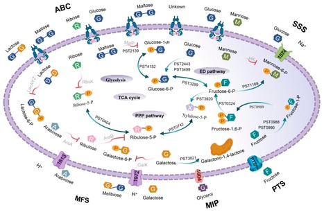 Genome-Wide Analysis of Sugar Transporters Identifies the gtsA Gene for Glucose Transportation in Pseudomonas stutzeri A1501 | RMH | Scoop.it