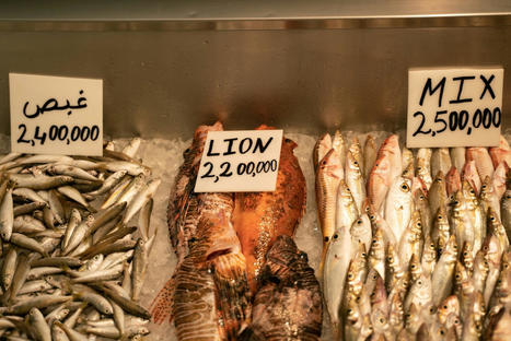 LEBANON's warming seas force fishermen and diners to change their habits | CIHEAM Press Review | Scoop.it