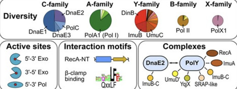 Diversity and distribution of bacterial DNA polymerases | nar | RMH | Scoop.it