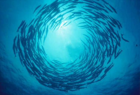 Syst&egrave;mes complexes : un petit poisson, un petit oiseau | EntomoScience | Scoop.it