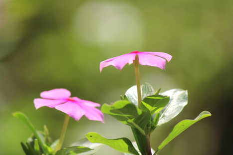 Nature 2050 : la biodiversité comme solution pour s’adapter au changement climatique  | Paysage - Environnement | Scoop.it