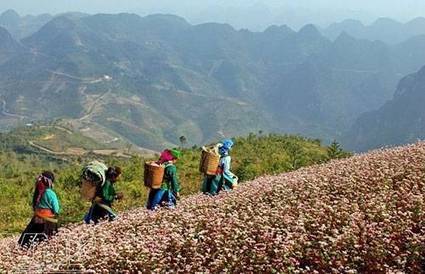 The buckwheat flower season in Ha Giang (P1) | The Asian Food Gazette. | Scoop.it