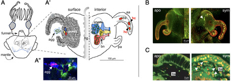 SypC, a symbiont outer membrane vesicle protein, impacts the development of the squid&ndash;vibrio partnership | pnas | RMH | Scoop.it