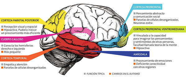 LOS TRAUMAS INFANTILES CAMBIAN EL CEREBRO Y PRE...