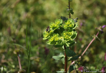 Flore de Camargue: Euphorbia helioscopia, Euphorbe réveille-matin | Camargue Nature | Scoop.it